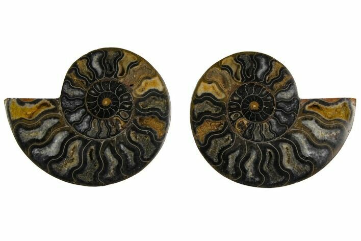 Cut/Polished Ammonite Fossil - Unusual Black Color #132698